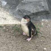 まい こんばんは🌙 千葉人妻セレブリティ（ユメオト）