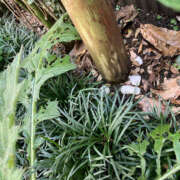 ヒメ日記 2025/06/19 10:50 投稿 つぼみ 奥鉄オクテツ東京店（デリヘル市場）