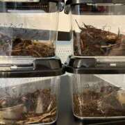 ヒメ日記 2025/07/28 11:55 投稿 つぼみ 奥鉄オクテツ東京店（デリヘル市場）