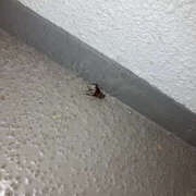 ヒメ日記 2025/08/08 21:50 投稿 つぼみ 奥鉄オクテツ東京店（デリヘル市場）