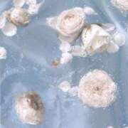 ヒメ日記 2025/09/14 10:34 投稿 コトネ バニーコレクション新潟店