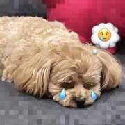 ヒメ日記 2026/04/01 13:43 投稿 いこま ちゃんこ東大阪 布施・長田店