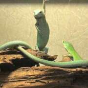 ヒメ日記 2025/08/10 12:23 投稿 まみ しろうと娘　本店