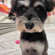 ヒメ日記 2025/06/20 09:01 投稿 ましろ 金の玉クラブ池袋～密着睾丸マッサージ～