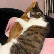 ヒメ日記 2025/11/15 12:00 投稿 ましろ 金の玉クラブ池袋～密着睾丸マッサージ～