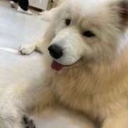 ヒメ日記 2026/01/06 07:00 投稿 ましろ 金の玉クラブ池袋～密着睾丸マッサージ～