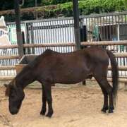 ヒメ日記 2026/01/13 11:45 投稿 ましろ 金の玉クラブ池袋～密着睾丸マッサージ～