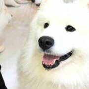 ヒメ日記 2026/01/14 11:45 投稿 ましろ 金の玉クラブ池袋～密着睾丸マッサージ～