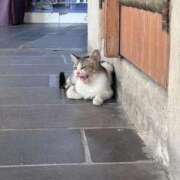 ヒメ日記 2025/11/14 12:56 投稿 明日香【アスカ】 輝女