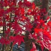 明日香【アスカ】 🍁good moaning🍁 輝女