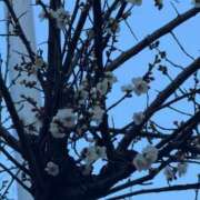 ヒメ日記 2026/02/02 13:37 投稿 明日香【アスカ】 輝女