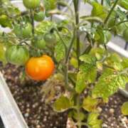 新堂　真美 S様 熟女パラダイス池袋店(カサブランカグループ)