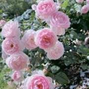 月丘 真理 本日ご予約いただいたお兄様 CASA BIANCA（カーサ・ビアンカ）