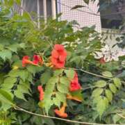 ヒメ日記 2025/07/23 19:50 投稿 ふみ 手こき＆オナクラ 大阪はまちゃん