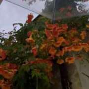 ヒメ日記 2025/07/31 11:30 投稿 ふみ 手こき＆オナクラ 大阪はまちゃん