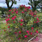 ヒメ日記 2025/07/31 15:30 投稿 ふみ 手こき＆オナクラ 大阪はまちゃん