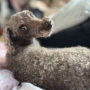 ヒメ日記 2025/09/24 12:55 投稿 あい バニーオンデマンド