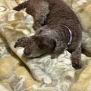 ヒメ日記 2025/09/29 01:04 投稿 あい バニーオンデマンド