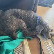 ヒメ日記 2025/10/22 22:39 投稿 あい バニーオンデマンド