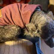 ヒメ日記 2025/11/03 18:19 投稿 あい バニーオンデマンド