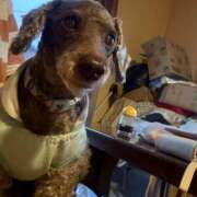 ヒメ日記 2026/01/06 03:37 投稿 あい バニーオンデマンド