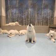 ヒメ日記 2026/01/06 20:30 投稿 あい バニーオンデマンド