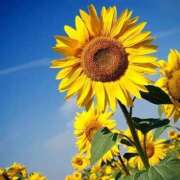 ヒメ日記 2025/09/04 09:05 投稿 みき おいらん遊郭