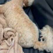 ヒメ日記 2025/11/11 08:50 投稿 じゅり 変態どっとこむ～即尺痴女伝説～（木更津）