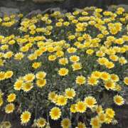 ヒメ日記 2025/06/20 13:24 投稿 瑠衣【るい】 輝女