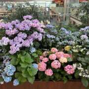 ヒメ日記 2025/06/26 17:02 投稿 瑠衣【るい】 輝女