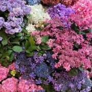 ヒメ日記 2025/07/01 17:00 投稿 瑠衣【るい】 輝女