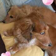 ヒメ日記 2026/01/12 21:42 投稿 瑠衣【るい】 輝女