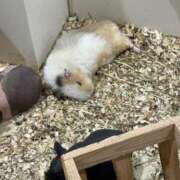 ヒメ日記 2026/03/10 23:49 投稿 瑠衣【るい】 輝女