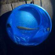 ヒメ日記 2026/04/05 19:38 投稿 瑠衣【るい】 輝女