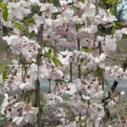 ヒメ日記 2026/04/09 17:51 投稿 瑠衣【るい】 輝女