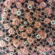 ヒメ日記 2025/07/11 16:59 投稿 はく One More 奥様　松戸店