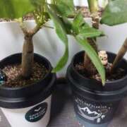 ヒメ日記 2026/02/15 22:04 投稿 はく One More 奥様　松戸店