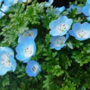 ヒメ日記 2026/04/13 21:06 投稿 はく One More 奥様　松戸店