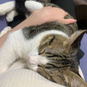 ヒメ日記 2025/10/26 21:05 投稿 くるり バイオレンス