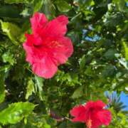 ヒメ日記 2025/07/04 00:55 投稿 小倉（おぐら） 熟女の風俗最終章 大宮店