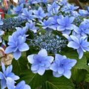 ヒメ日記 2025/08/23 06:25 投稿 小倉（おぐら） 熟女の風俗最終章 大宮店