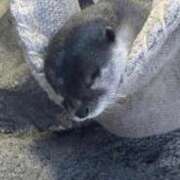 小倉（おぐら） おはようございます 熟女の風俗最終章 大宮店