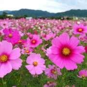 ヒメ日記 2025/09/14 15:25 投稿 一楓(いちか) 人妻城 横浜本店