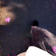 ヒメ日記 2025/12/23 09:32 投稿 一楓(いちか) 人妻城 横浜本店