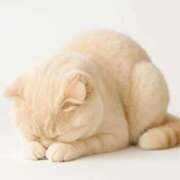 ヒメ日記 2025/11/12 19:34 投稿 ののか いざ候 別館