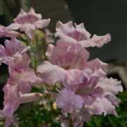 緒方 おやすみなさい 鶯谷人妻城