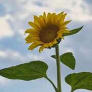 ヒメ日記 2025/07/22 13:43 投稿 しおり 脱がされたい人妻 木更津店