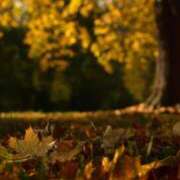 ヒメ日記 2025/12/13 10:00 投稿 しおり 脱がされたい人妻 木更津店