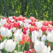 ヒメ日記 2026/03/17 07:58 投稿 しおり 脱がされたい人妻 木更津店