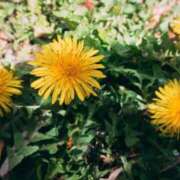 ヒメ日記 2026/03/24 08:23 投稿 しおり 脱がされたい人妻 木更津店